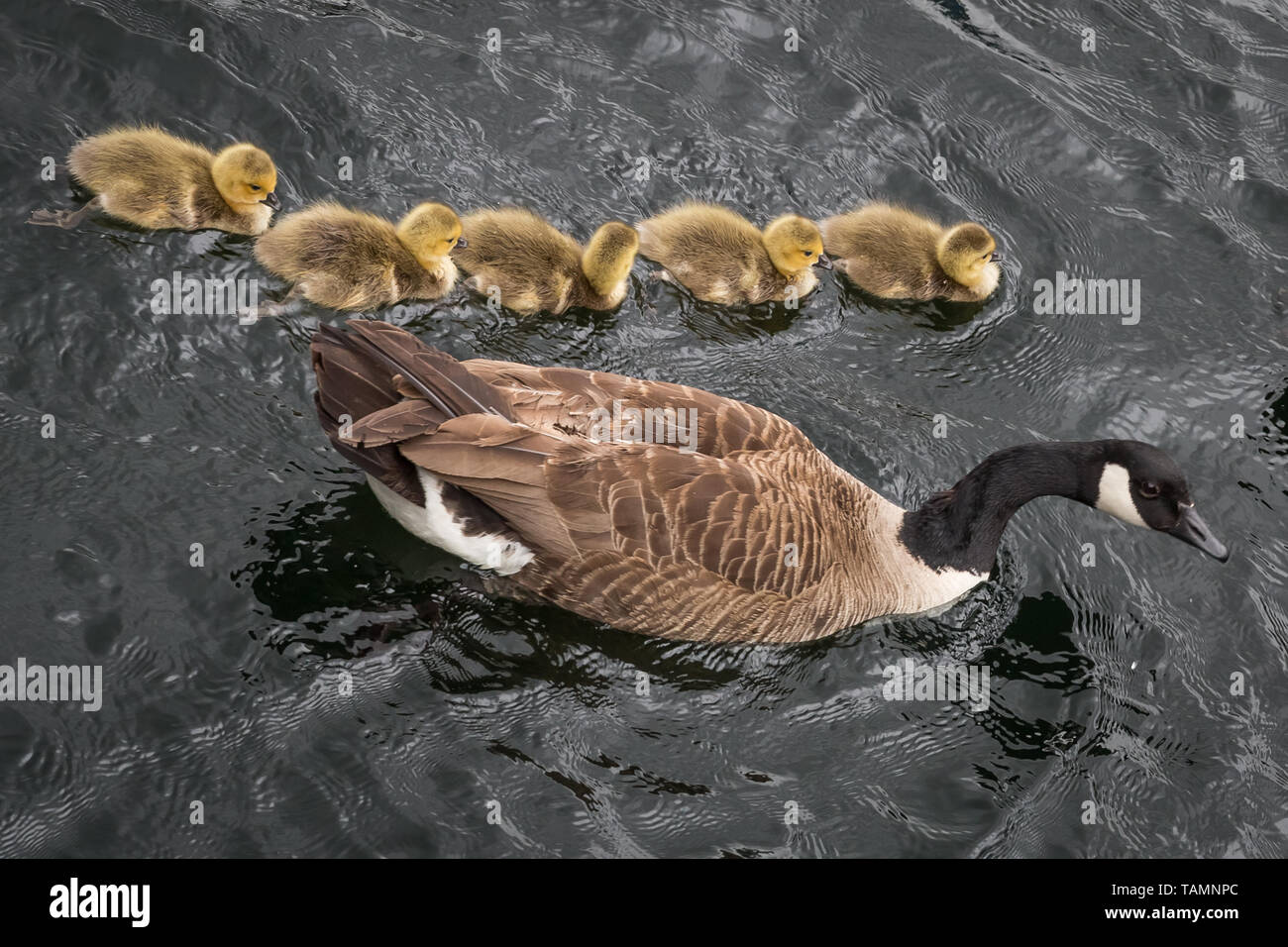 London, Großbritannien. 27. Mai, 2019. UK Wetter: Frisch geschlüpfte Kanadische Gänse Gänschen, um den Fluss in Surrey Quays Docks, Rotherhithe. Credit: Guy Corbishley/Alamy leben Nachrichten Stockfoto