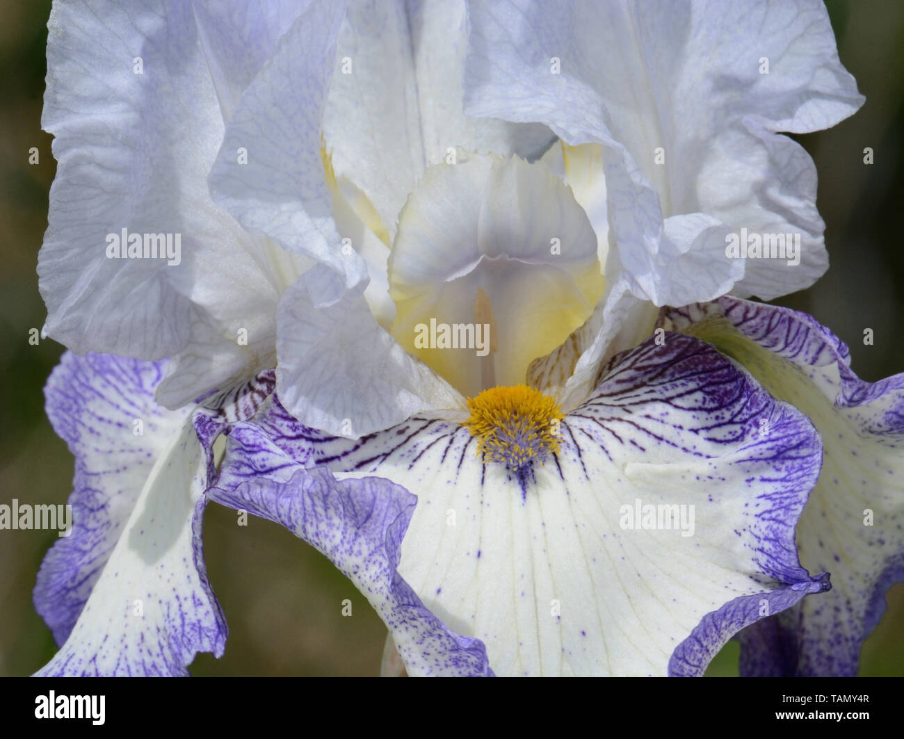 In der Nähe von weißen Iris mit lila Kanten mit gelben Staubgefäße Stockfoto