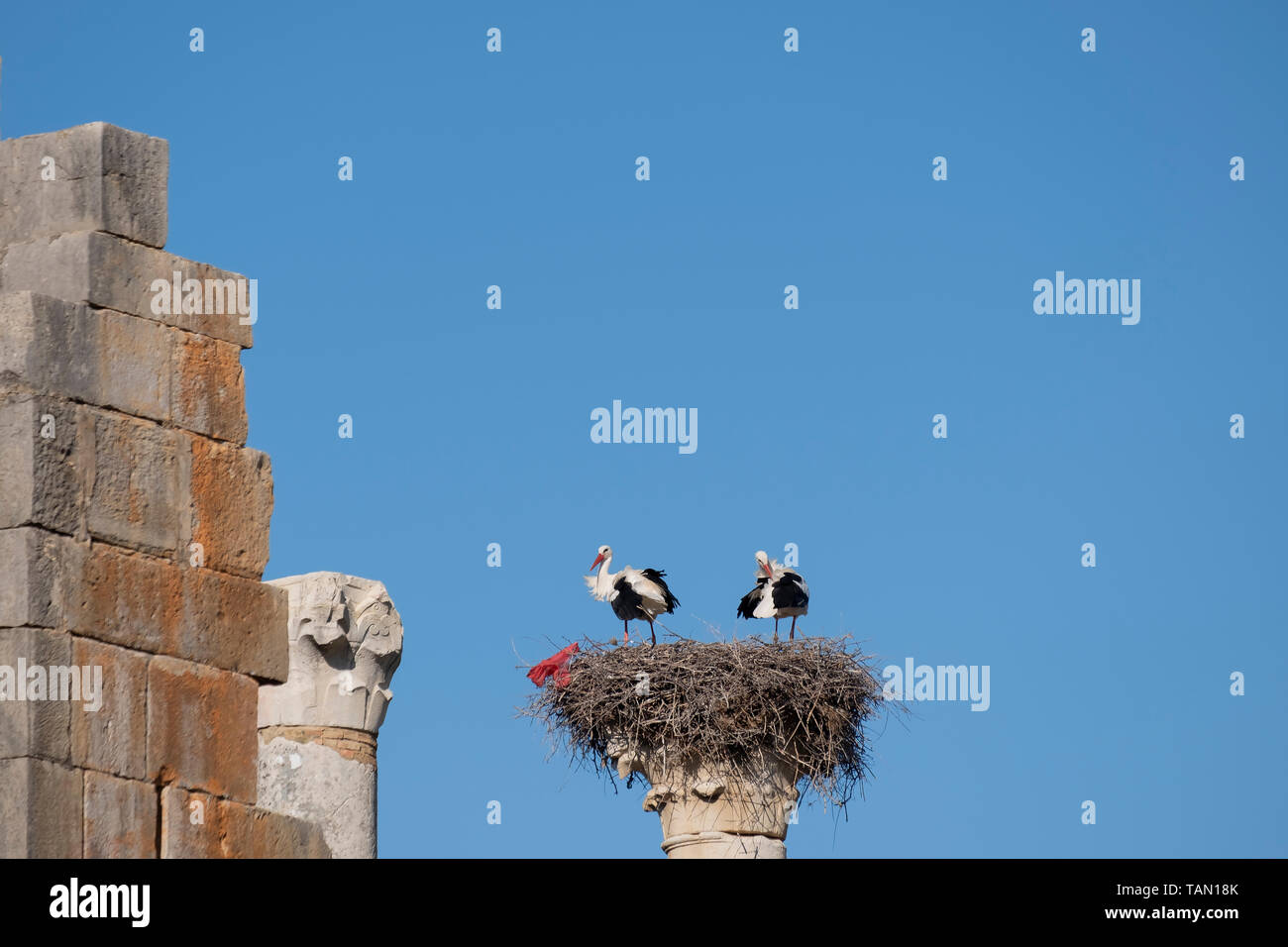 Zwei Störche im Nest auf einer Spalte Stockfoto