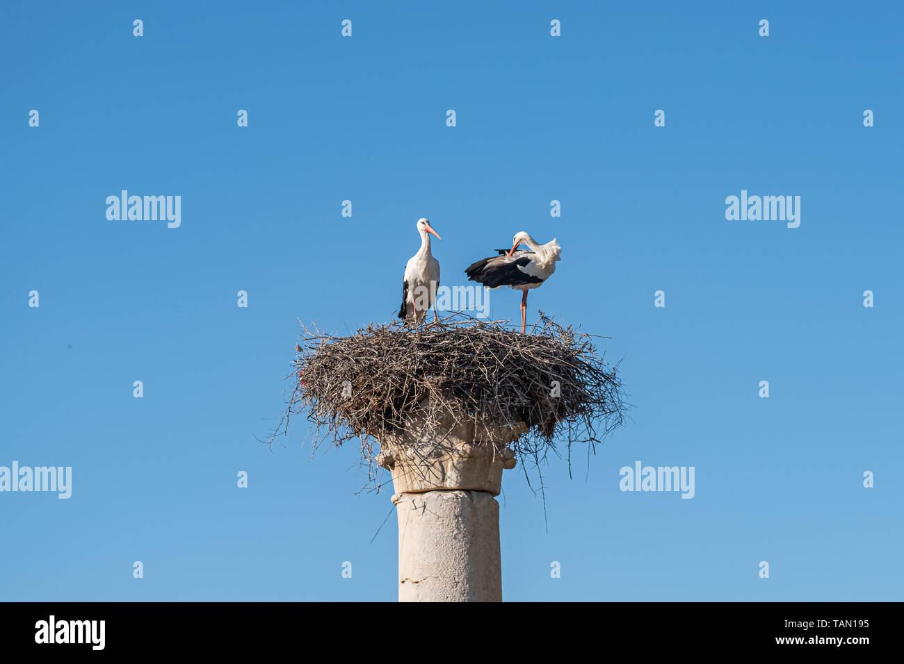 Zwei Störche im Nest auf einer Spalte Stockfoto
