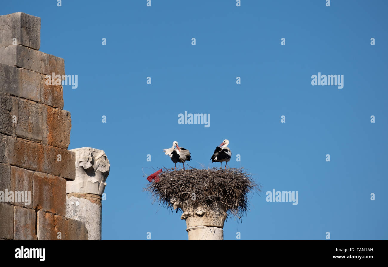 Zwei Störche im Nest auf einer Spalte Stockfoto