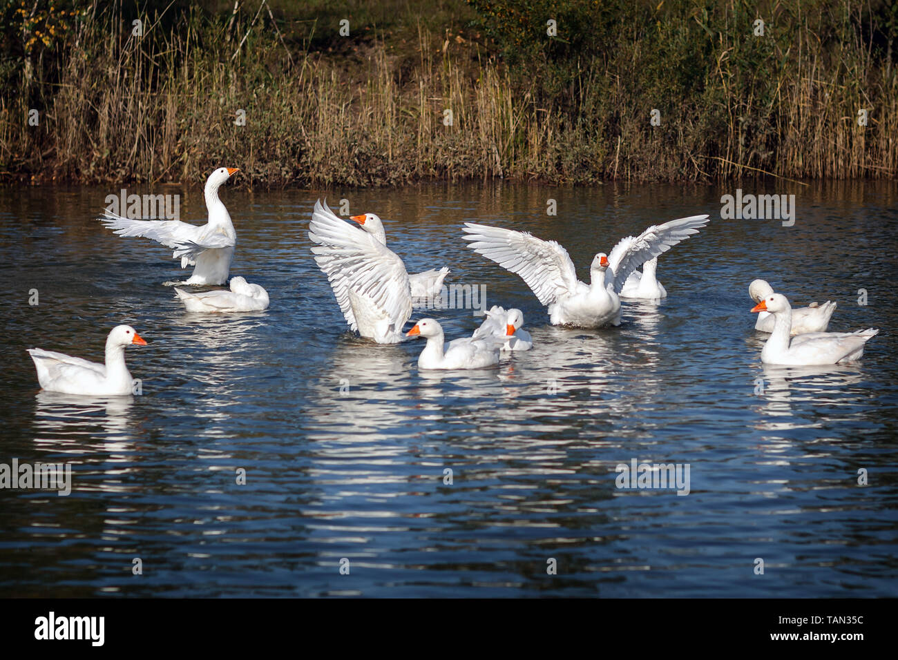 Die weiße Gans geht Schwimmen im Teich und seine schönen Flügel Stockfoto