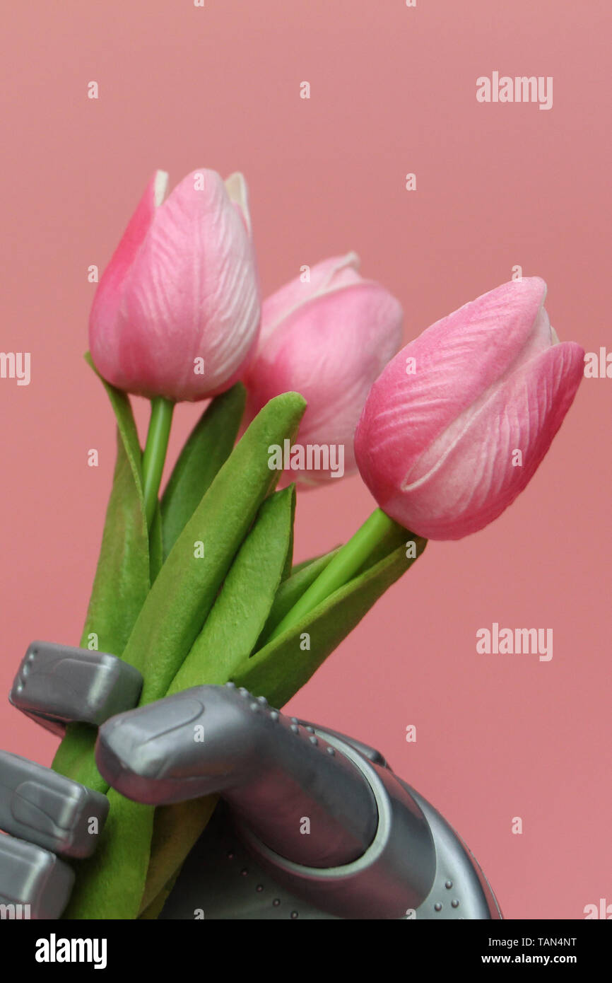 Der Roboter gibt Blumen. Die Roboter Hand hält Drei Tulpen. März 8, Tag der Frauen. Geschenk. Rosa Hintergrund. Intelligente Roboter. Stockfoto