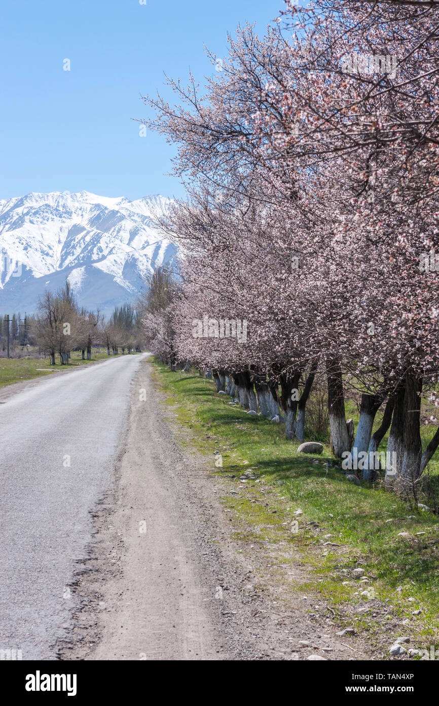 Ländliche Szene mit Country Road, pink spring blossom und verschneite Berge, Kirgisistan, Zentralasien Stockfoto