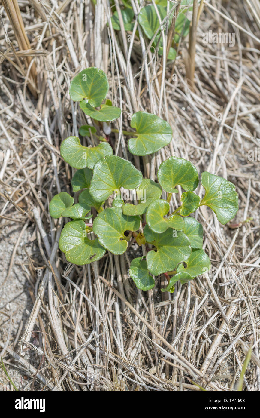 Leicht vermischt mit Scurvy-Grass sind diese frühen Blätter von Meer Bindweed/Calystegia soldanella unter toten Gräser der küstennahen Dünen wächst. Stockfoto