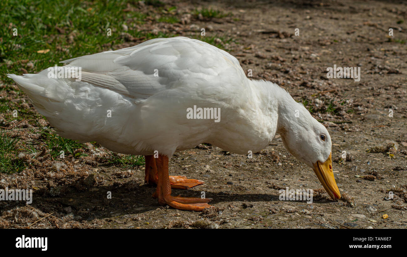 Große weiße Aylesbury, Pekin, Pekingente, Nahaufnahme, Ansicht Stockfoto