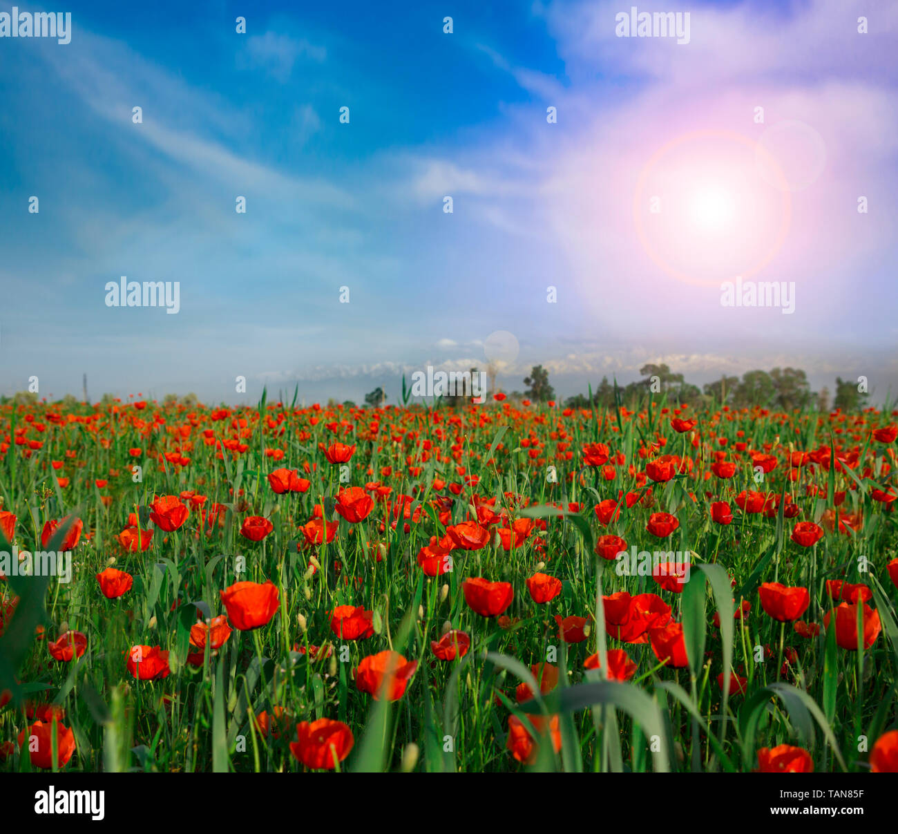 Blumenwiese Mohn Natur Stockfoto