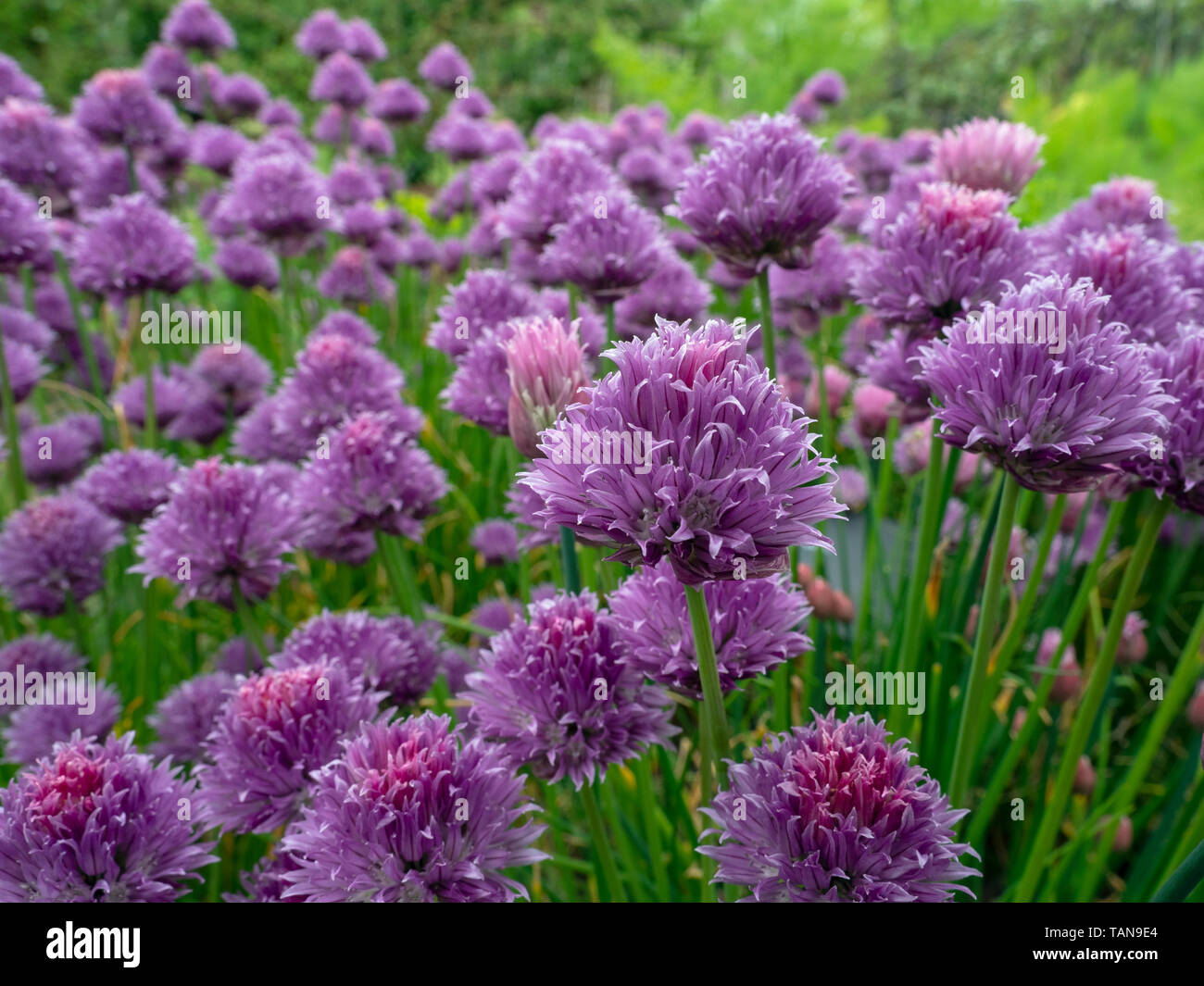 Schnittlauch Allium schoenoprasum in Blume Stockfoto