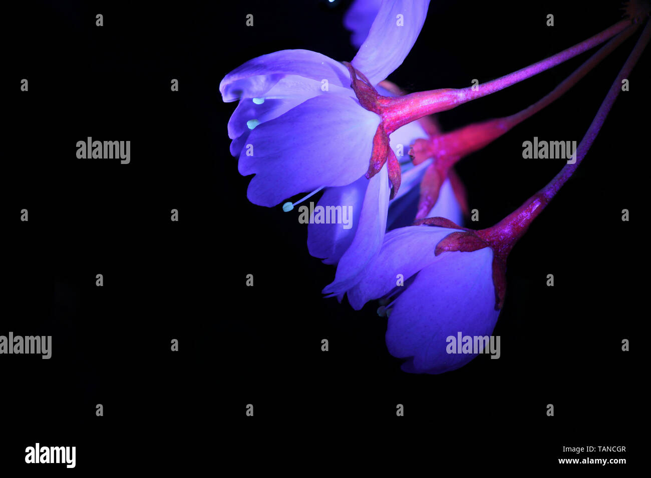 Prunus Sargentii, allgemein bekannt als Sargent Cherry Hill oder Norden Japanische Kirsche, im ultravioletten Licht fotografiert (365 Nm) Stockfoto