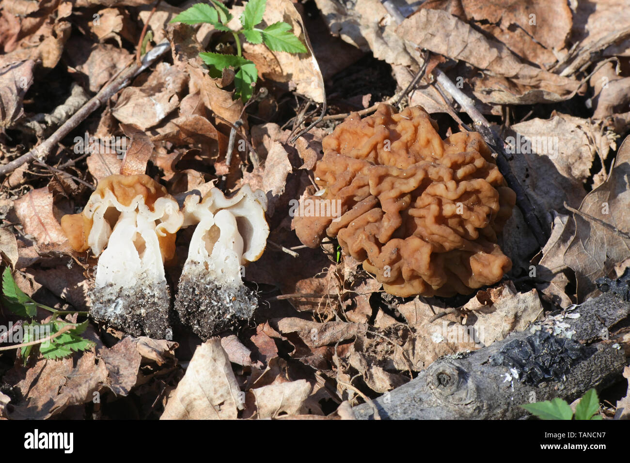 Gyromitra gigas, die gemeinhin als der Schnee, Schnee false Morel Morel, Kalb, Gehirn, oder Bull Nose bekannt, eine wilde essbare Pilze aus Finnland Stockfoto