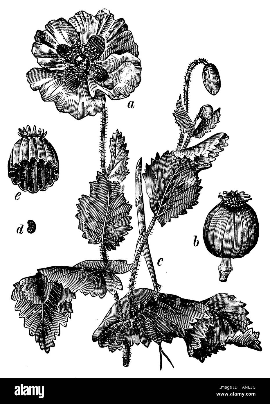 Schlafmohn, Papaver somniferum, (Botanik Buch, 1898) Stockfoto