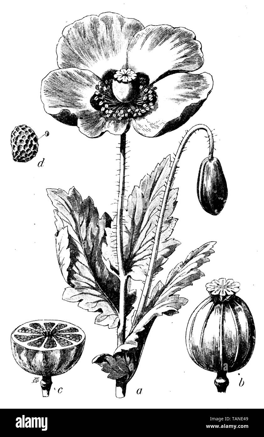 Schlafmohn, Papaver somniferum, (Botanik Buch, 1902) Stockfoto