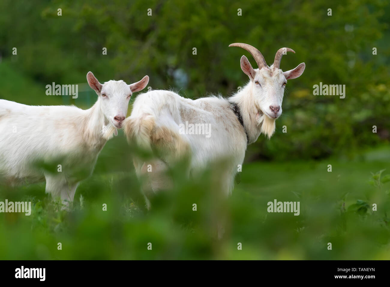 Schließen Sie zwei weiße Ziege stehend auf grünem Gras Stockfoto