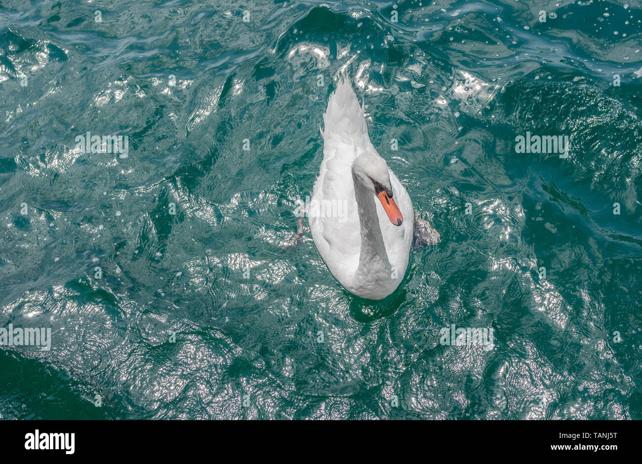 Weißer Schwan im Meerwasser. Stockfoto