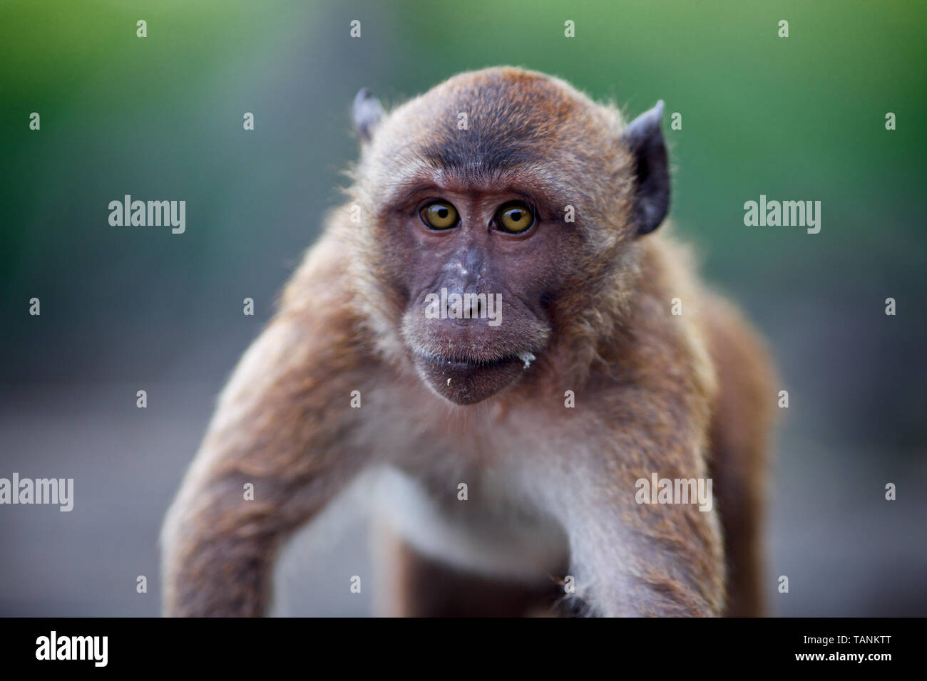 Close Up Wilde macaque Affen auf der Insel Phuket, Thailand Stockfoto