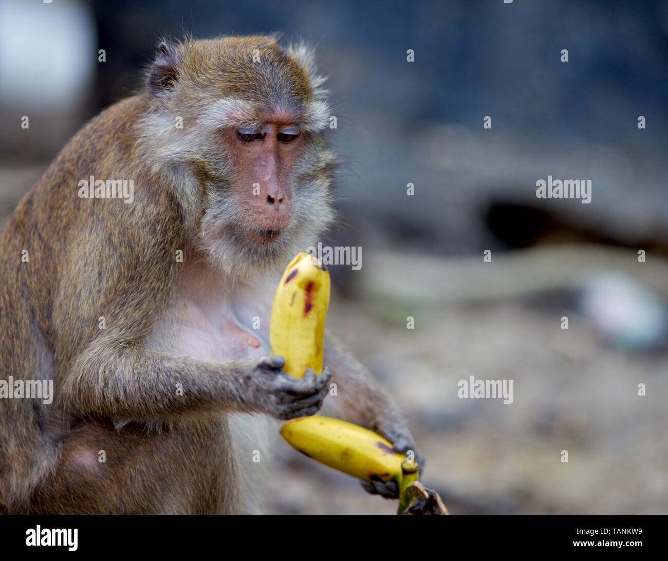 Wild macaque Affen auf der Insel Phuket, Thailand Stockfoto