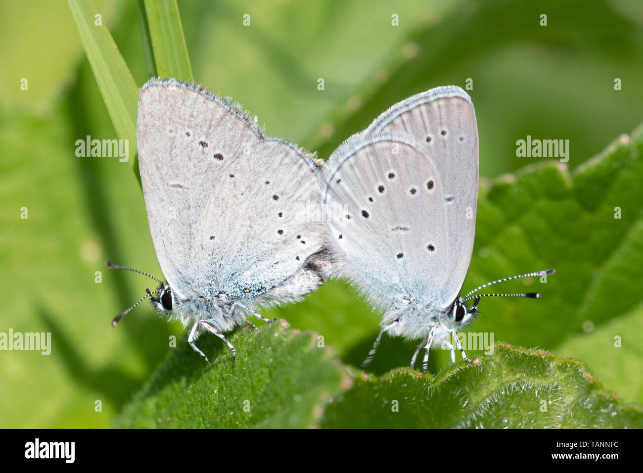 Passende Paar kleine blaue Schmetterlinge (Cupido minimus) im Mai, Großbritannien Stockfoto