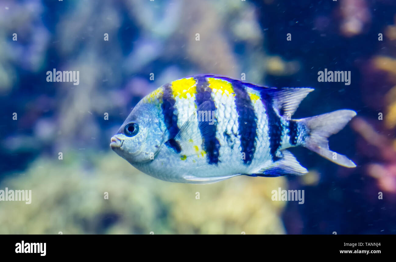 Closeup Portrait einer indo-pazifischen Sergeant, tropische Fische im Indischen Ozean, populäre Aquarium pet Stockfoto