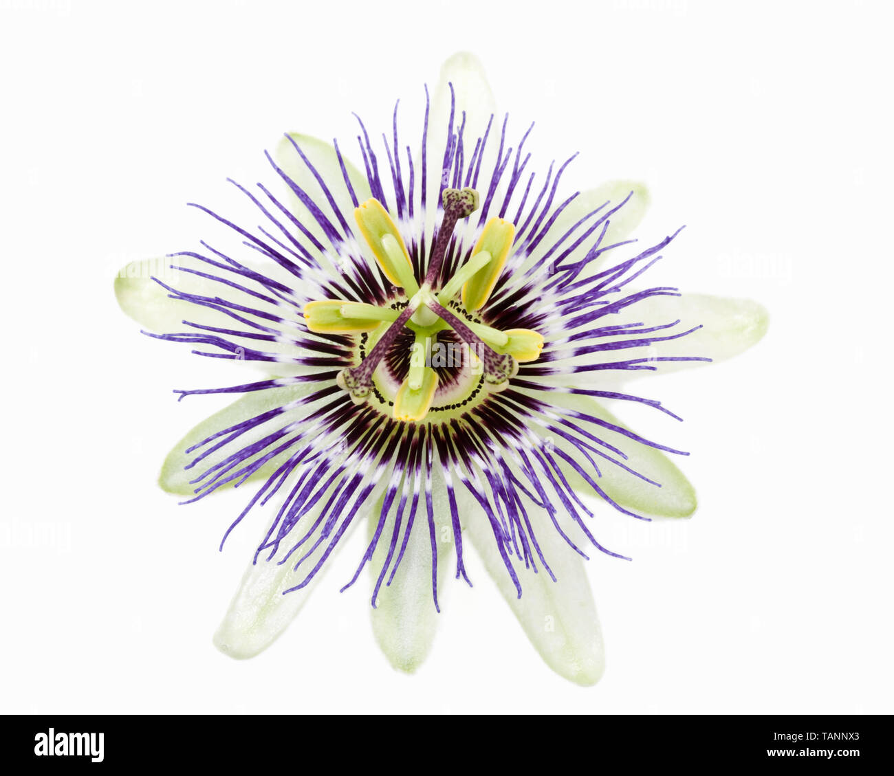 Passiflora - Passionsblume Stockfoto