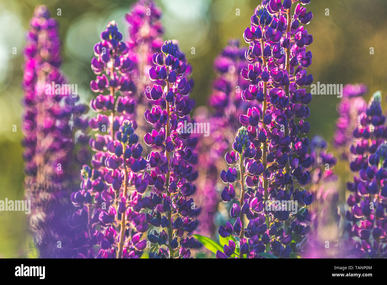 Lupin Bluhen Blumen Ein Feld Von Lupinen Sonnenlicht Scheint Auf