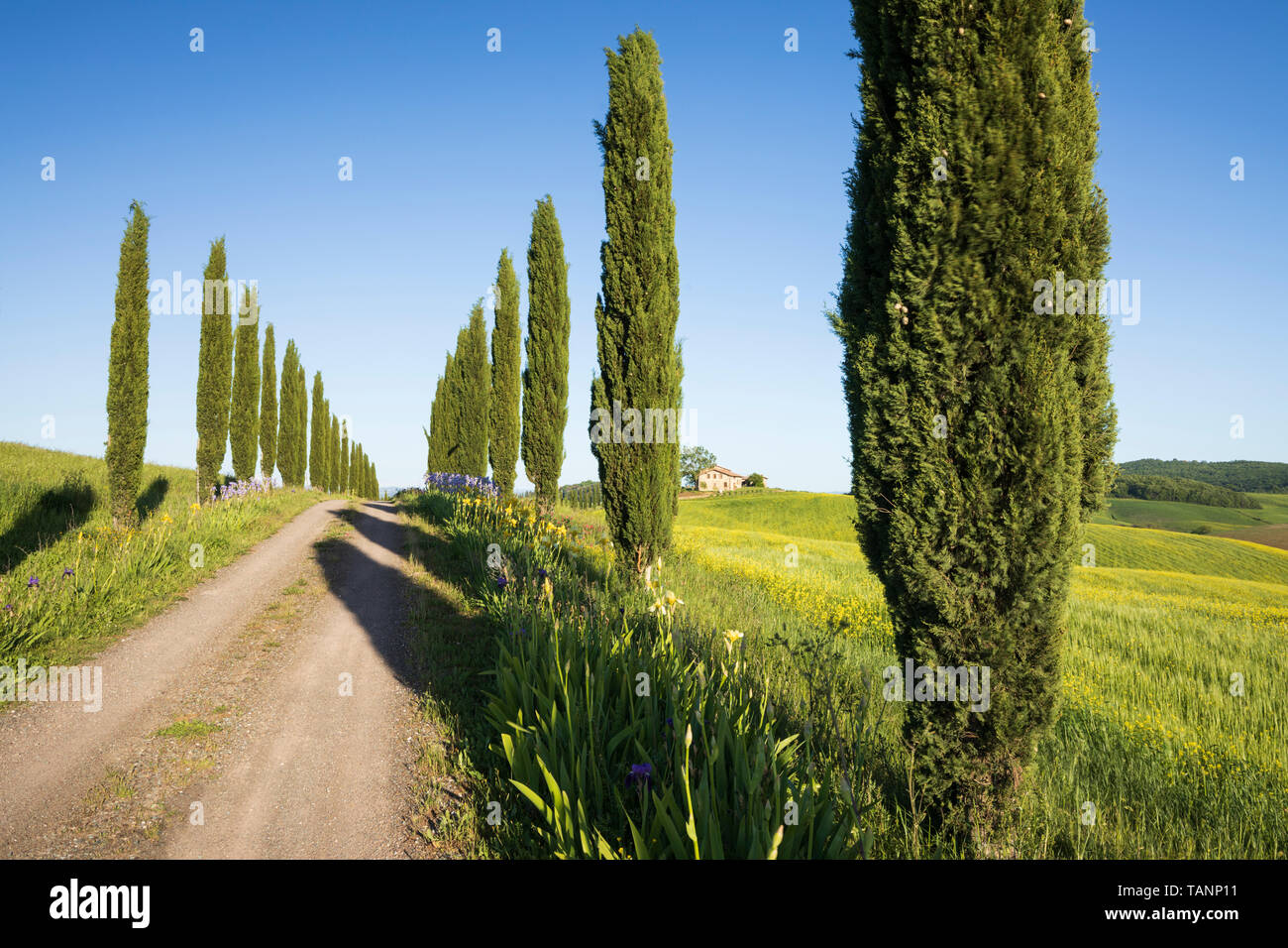 Zypressen gesäumten Bauernhof Track mit toskanischen Bauernhaus und typische Landschaft, Le Ville di Corsano, Provinz Siena, Toskana, Italien, Europa Stockfoto