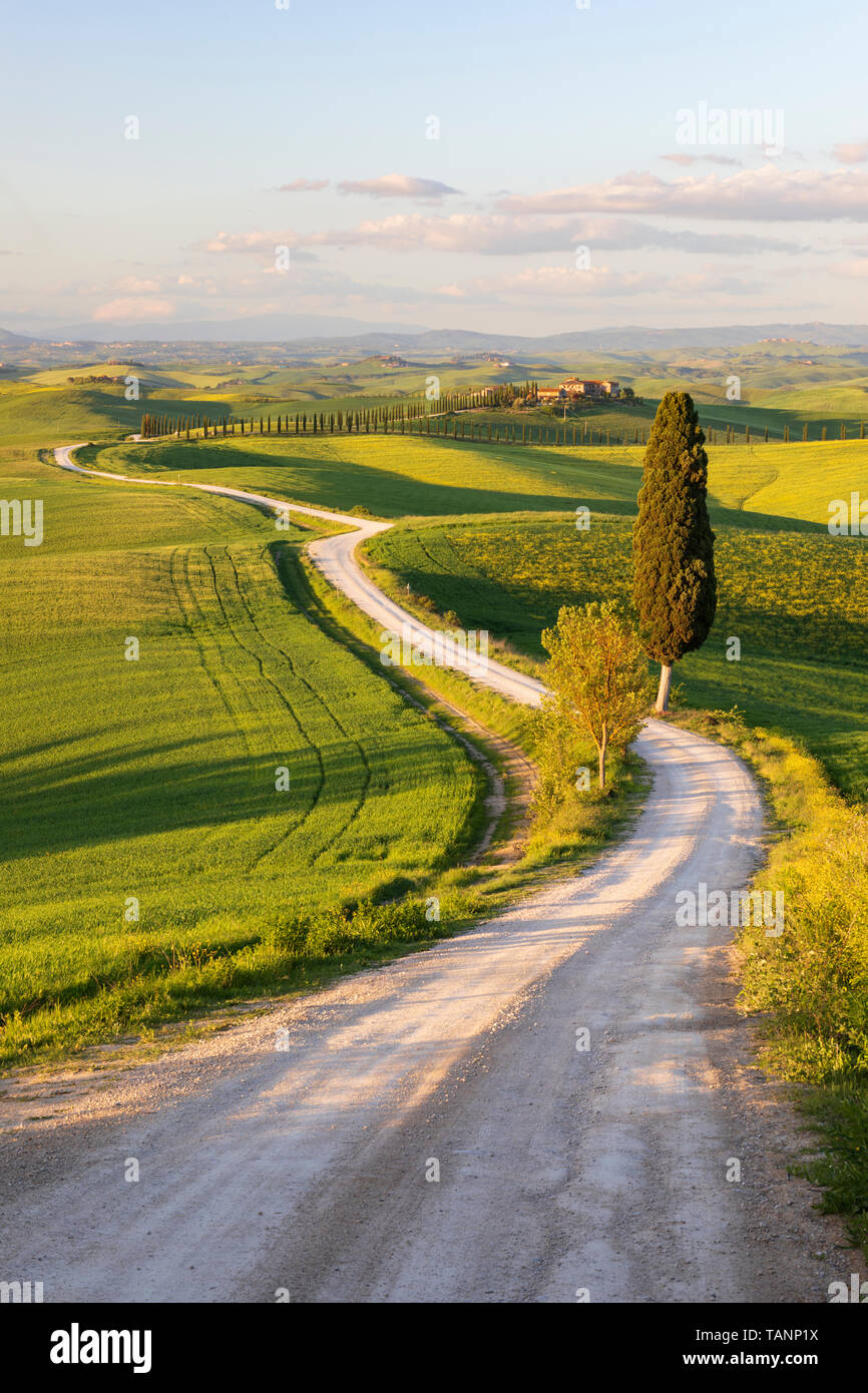 Farm Track mit Zypressen und toskanischen Bauernhaus und typische Landschaft, Le Ville di Corsano, Provinz Siena, Toskana, Italien, Europa Stockfoto