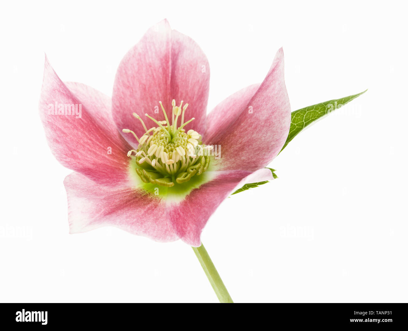 Helleborus orientalis Lenten-Rose Stockfoto