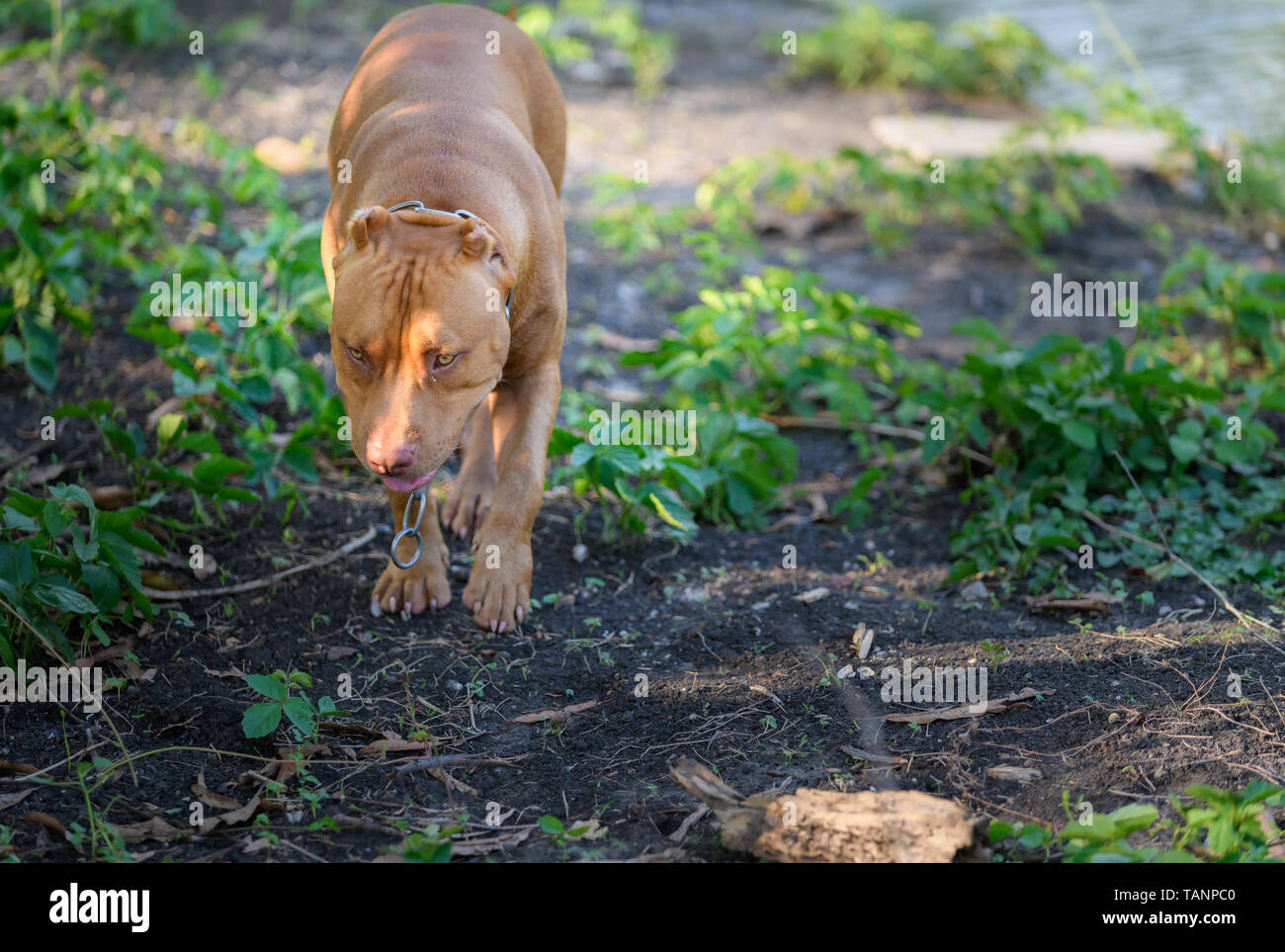 Die amerikanische Grube Stier Terrier Hund Wandern rund um Haus, Pet und gefährlichen Hund Konzept Stockfoto