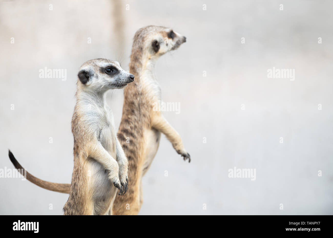 Süße Erdmännchen Suricata suricatta, Afrikanische eingeborene Tier, kleinen Fleischfresser der mongoose Familie, pet-Konzept Stockfoto