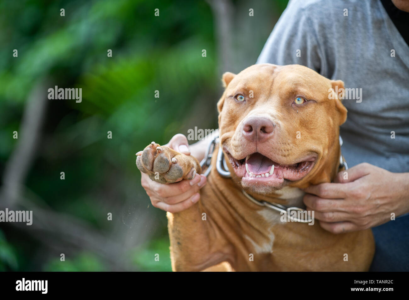 Mann spielt mit American Pit Bull Terrier Hund, Pet und gefährlichen Hund Konzept Stockfoto