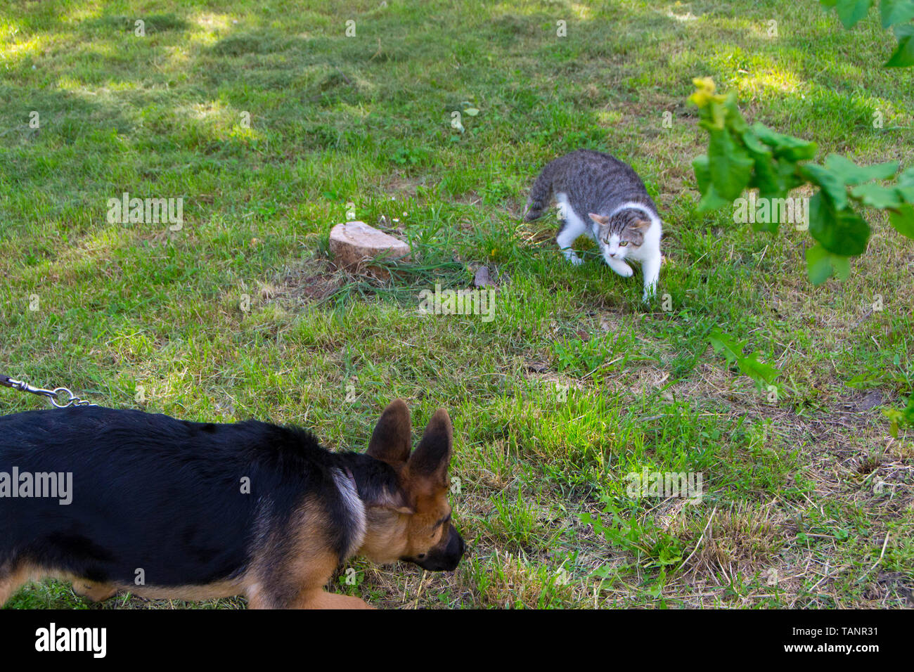 Cute Puppy der deutschen Schäfer interessanter Ansatz für die Katze. - Bild Stockfoto