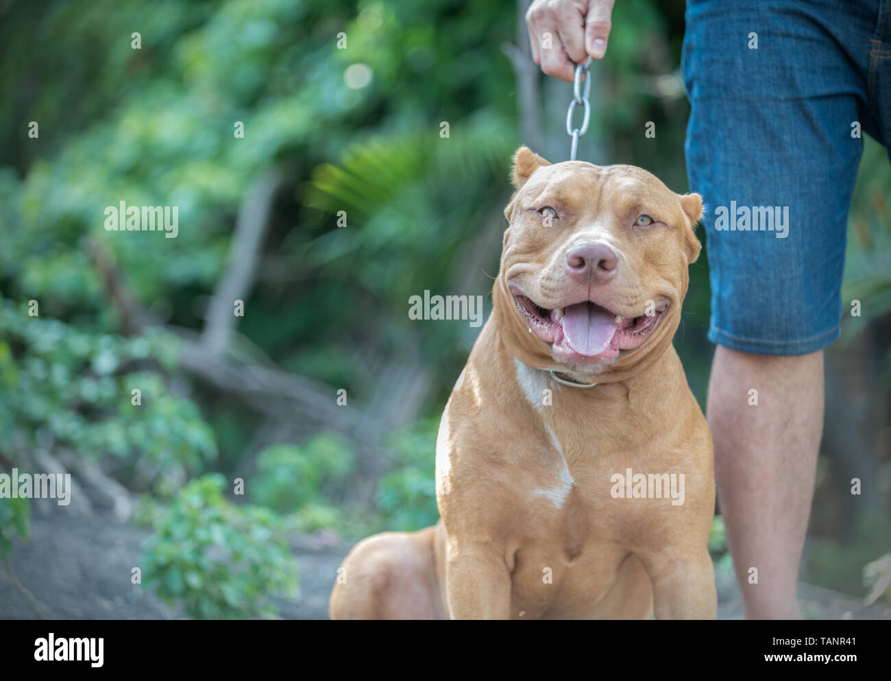 Die amerikanische Grube Stier Terrier Hund sitzend mit Eigentümer, Pet und gefährlichen Hund Konzept Stockfoto