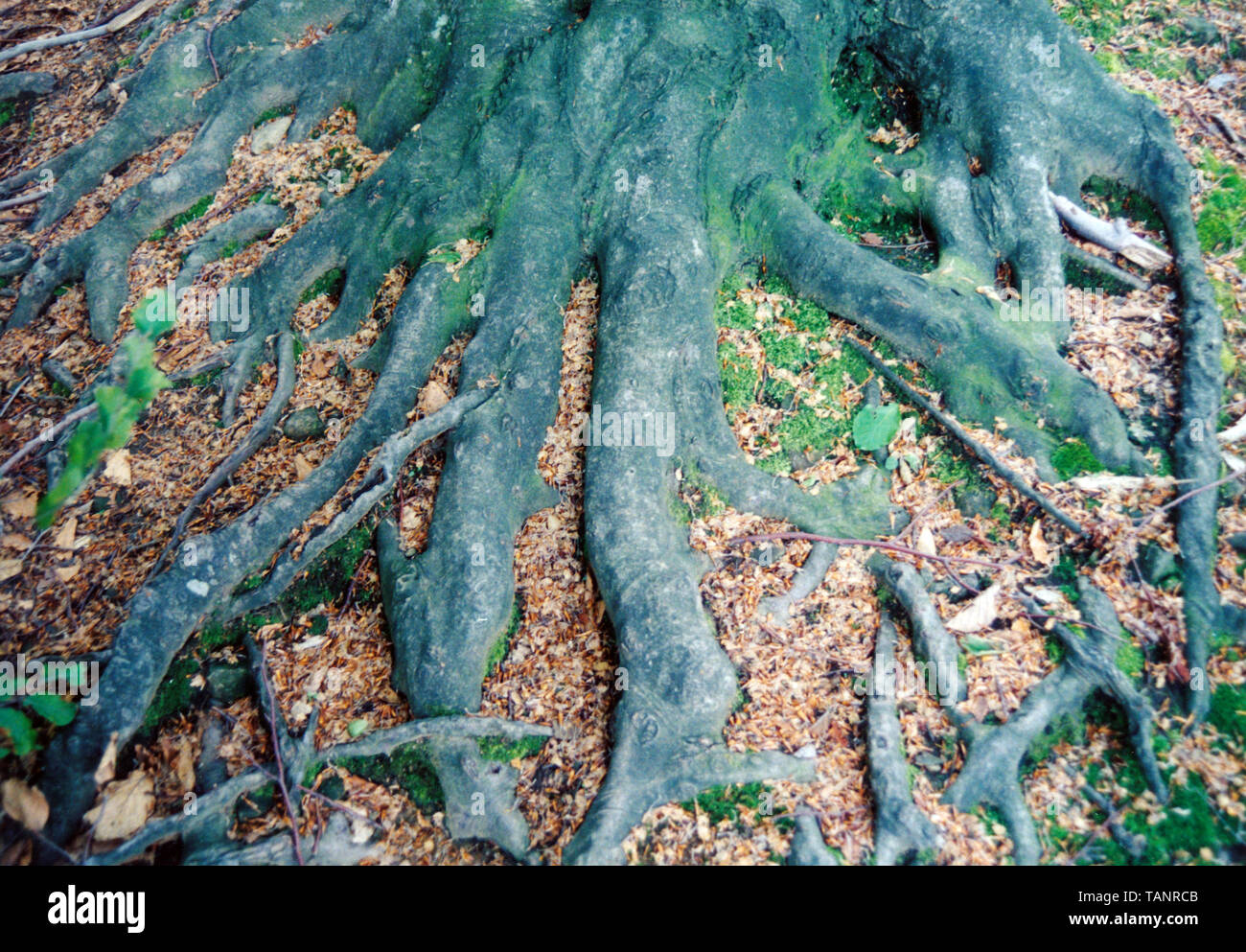 Wurzel des Baumes im Park, root-Kurve klassische Kunst Natur Stockfoto