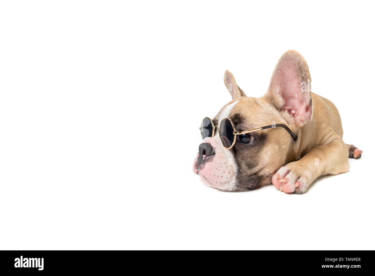 Süße französische Bulldogge tragen Sonnenbrillen und Schlafen auf weißem Hintergrund, Sommer Konzept Stockfoto