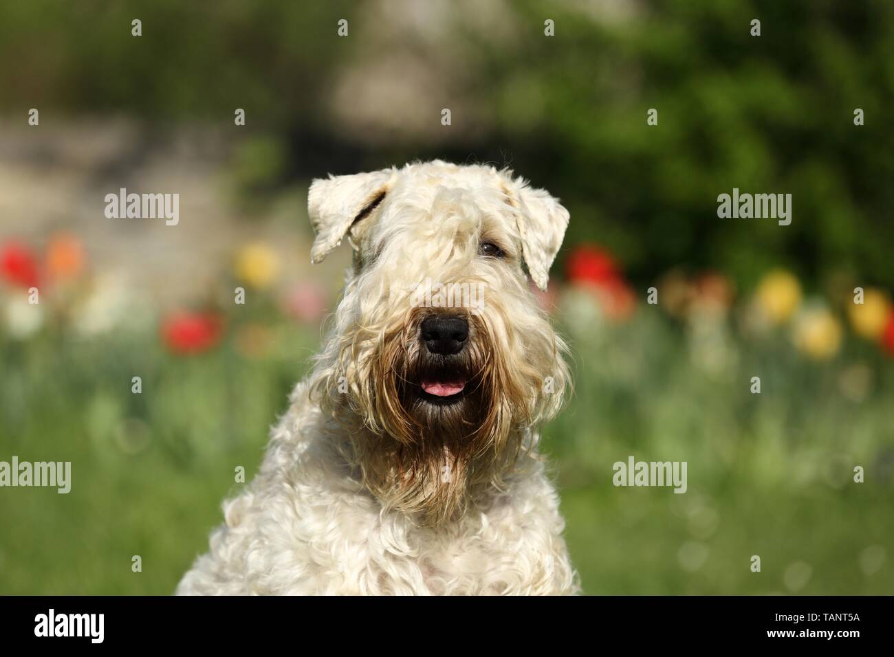 Irish Soft Coated Wheaten Terrier Portrait Stockfoto