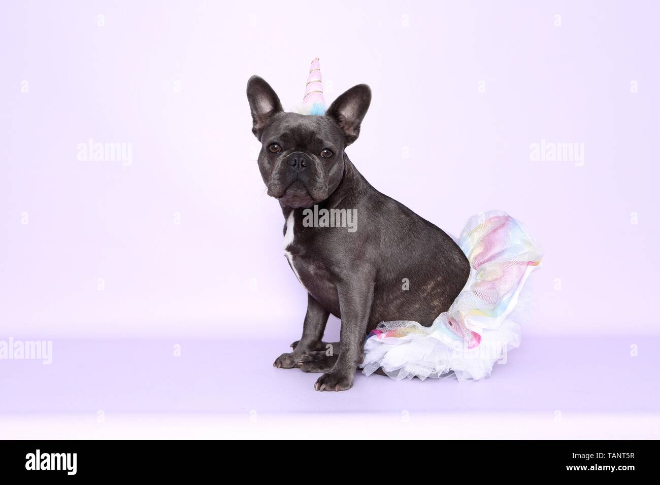Französische Bulldogge sitzend Stockfoto