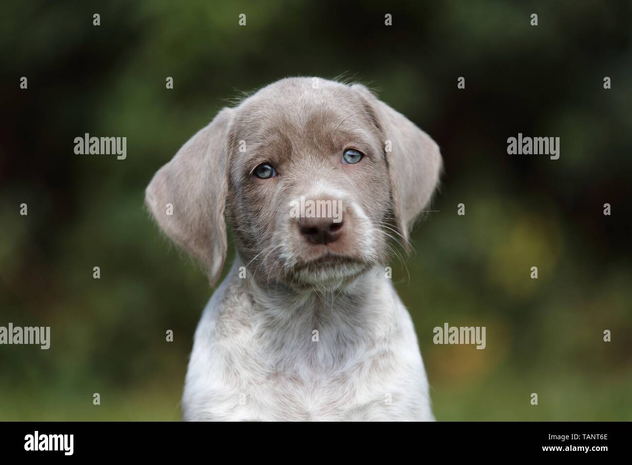 Slowakische Wire-haired Vorstehhund Welpen Portrait Stockfoto