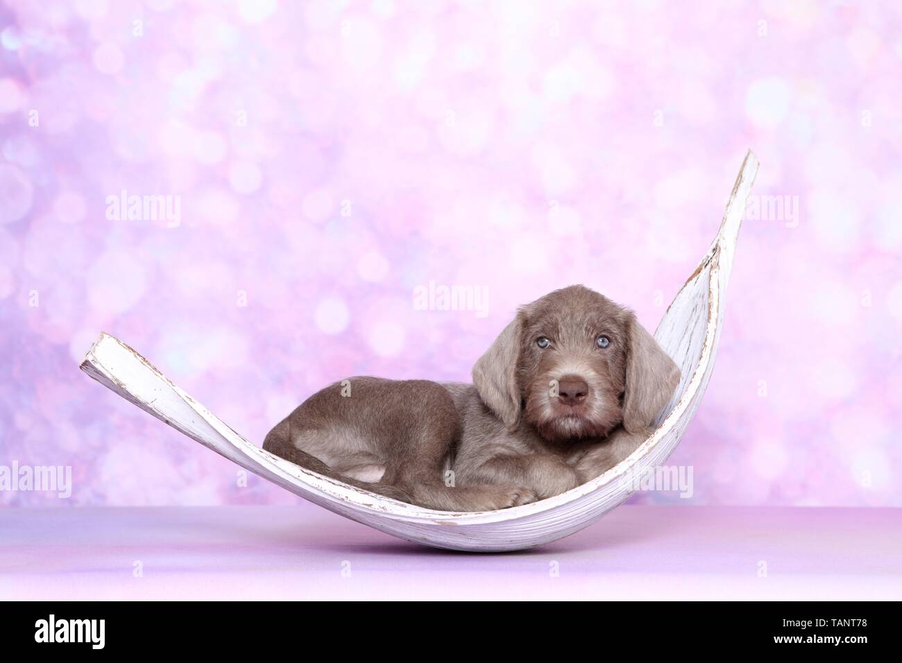 Lügen slowakische Wire-haired Vorstehhund Welpen Stockfoto