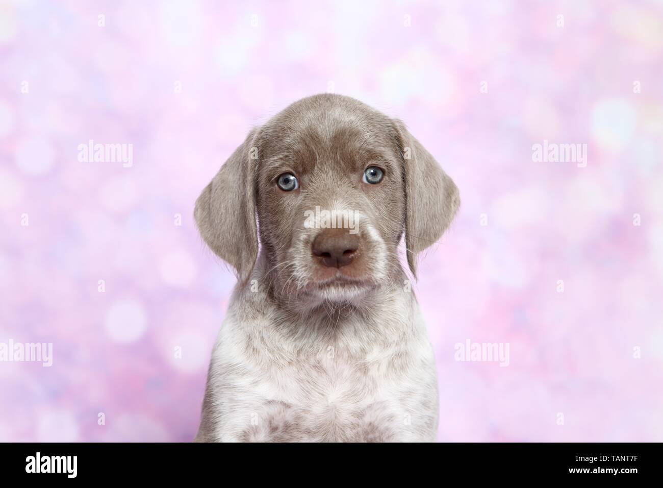 Slowakische Wire-haired Vorstehhund Welpen Portrait Stockfoto