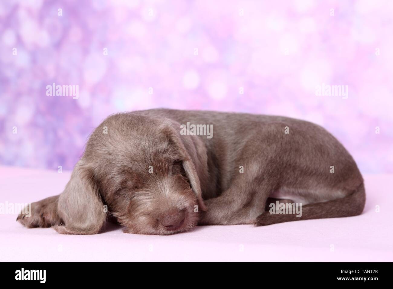 Schlafen slowakische Wire-haired Vorstehhund Welpen Stockfoto