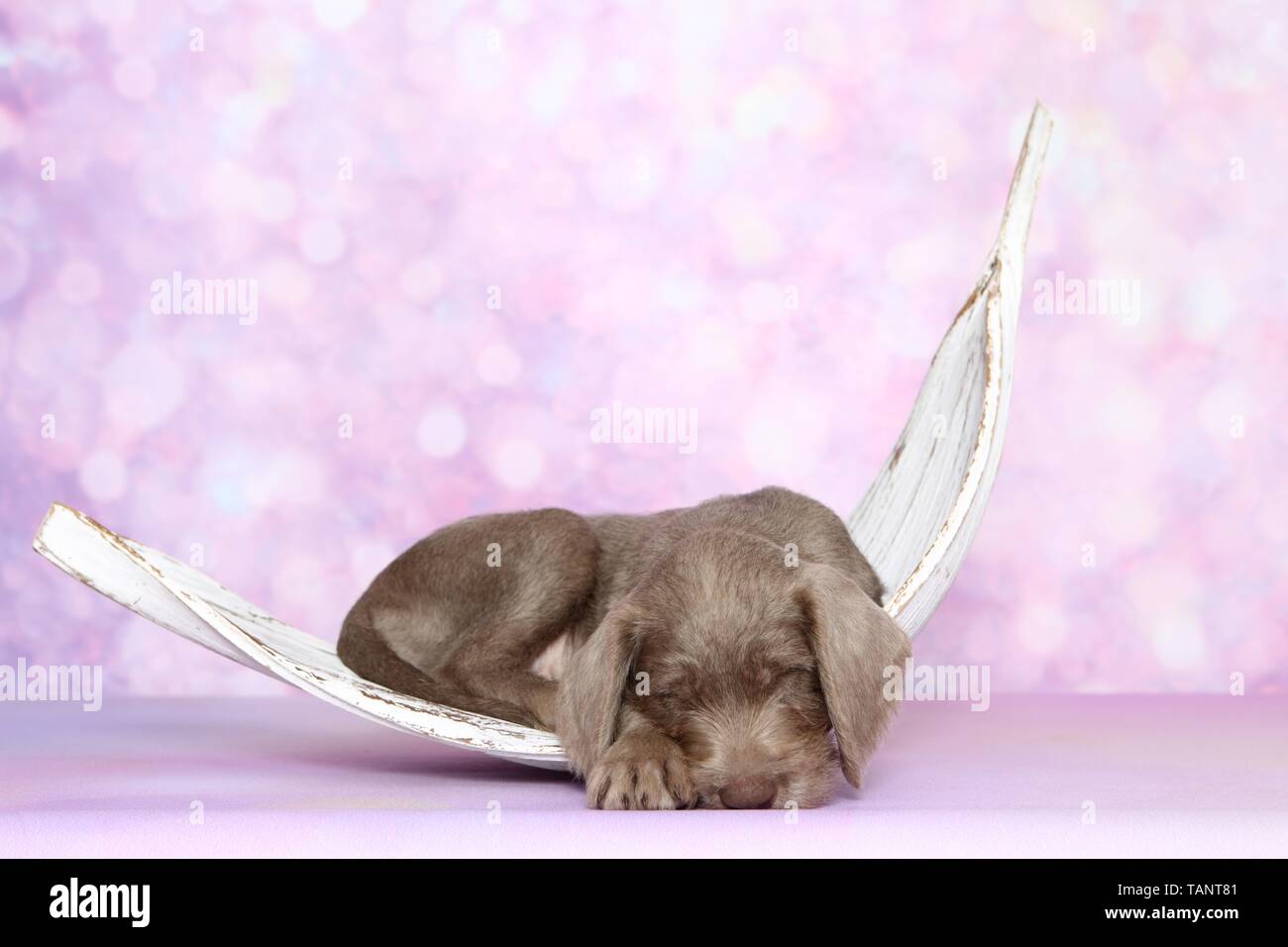 Schlafen slowakische Wire-haired Vorstehhund Welpen Stockfoto