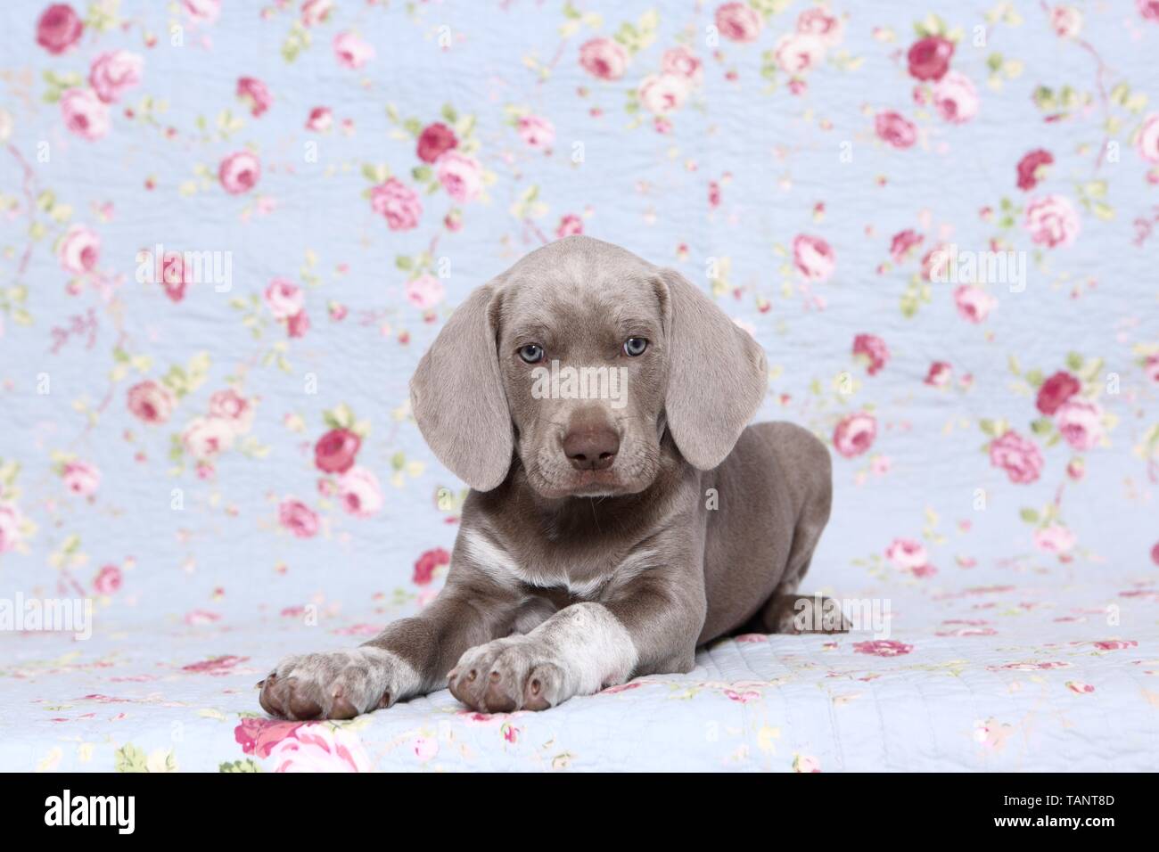 Lügen slowakische Wire-haired Vorstehhund Welpen Stockfoto