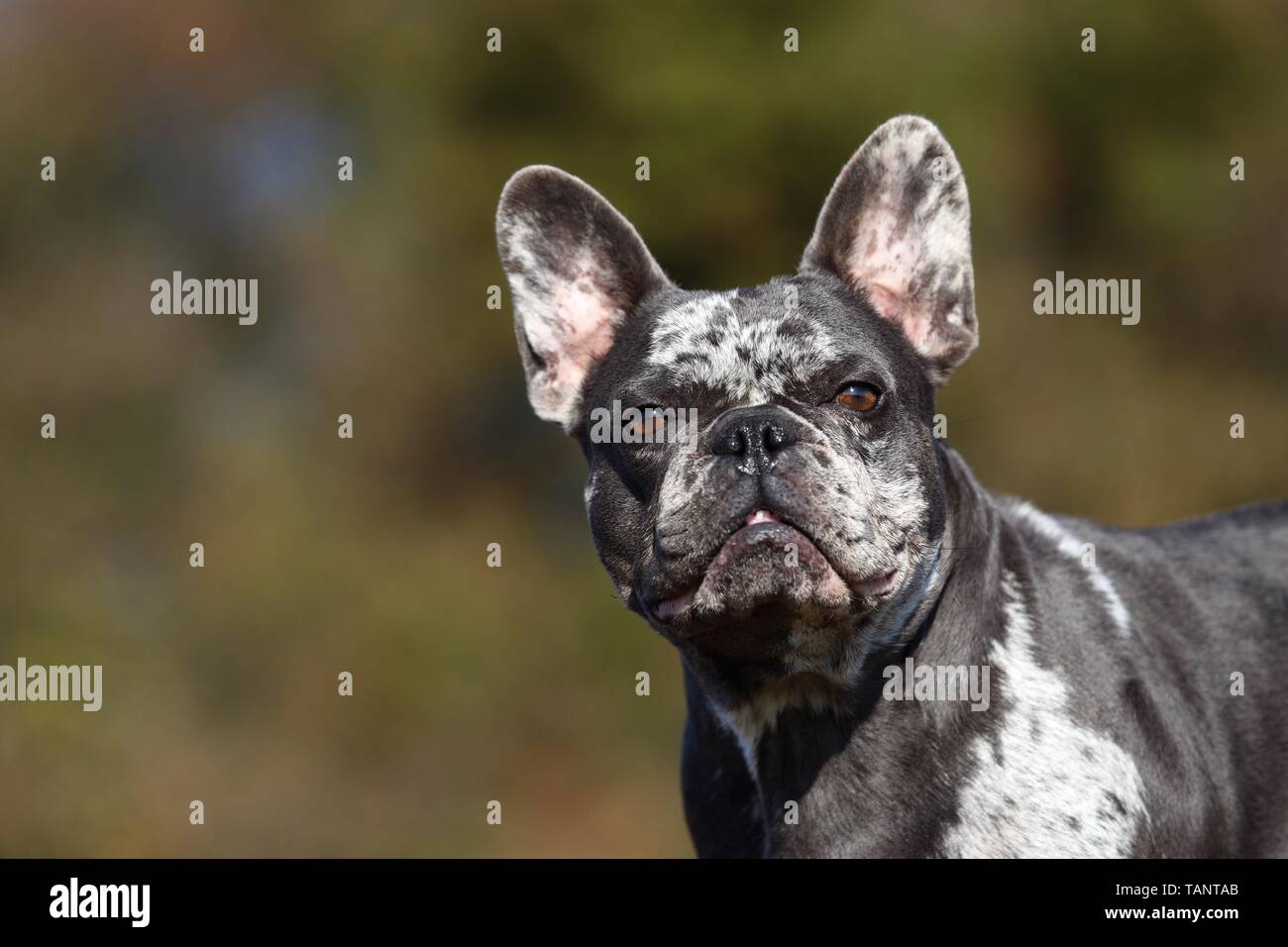 Französische Bulldogge Portrait Stockfoto