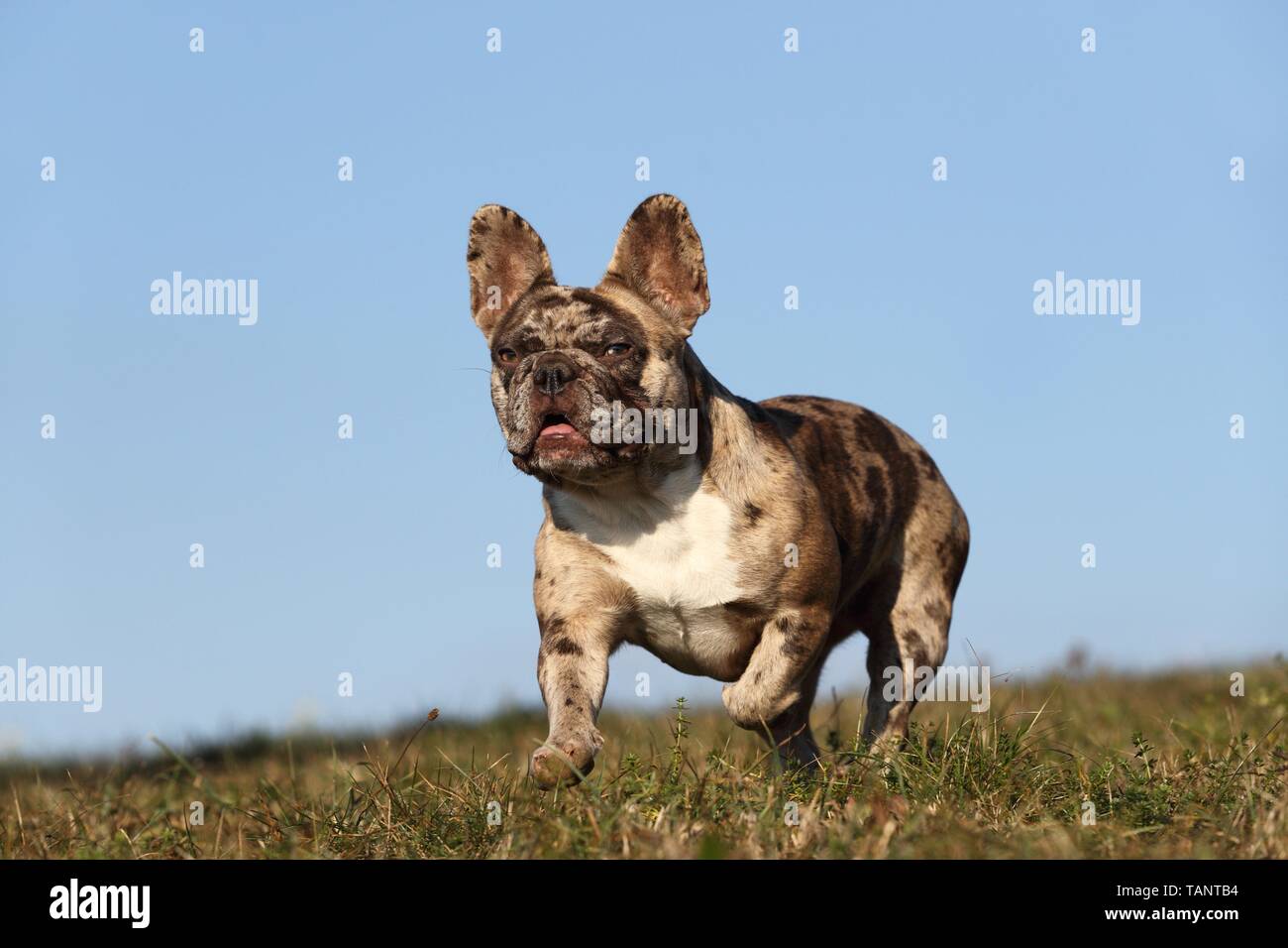 Französische Bulldogge ausgeführt Stockfoto