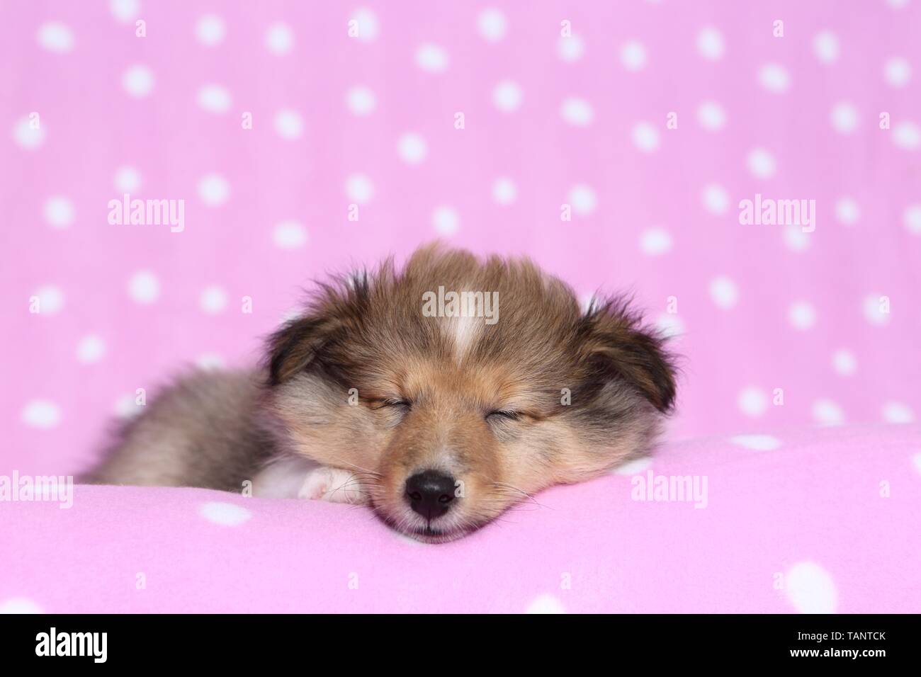 Schlafen Shetland Sheepdog Welpen Stockfoto