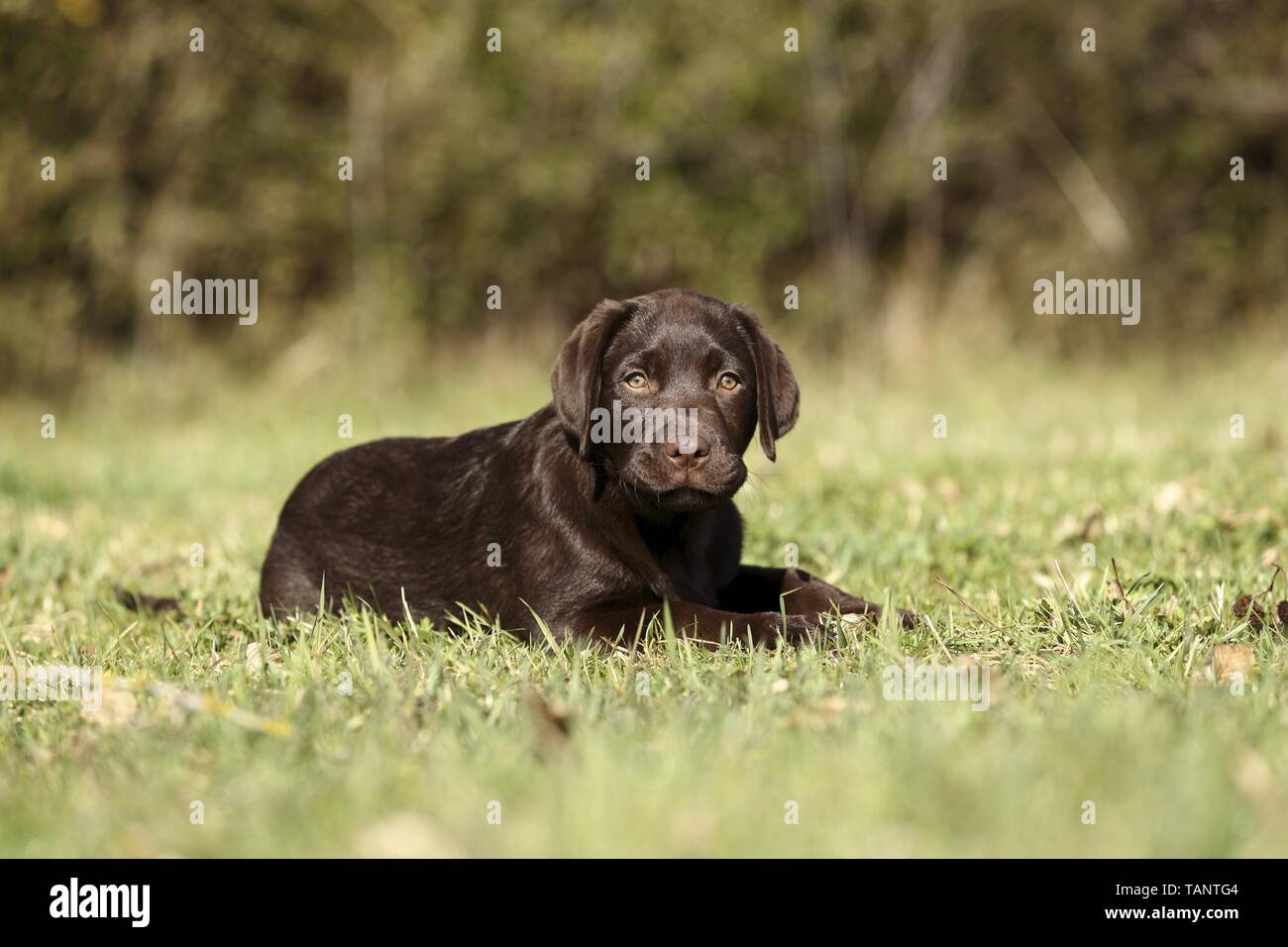Lügen Labrador Retriever Welpen Stockfoto