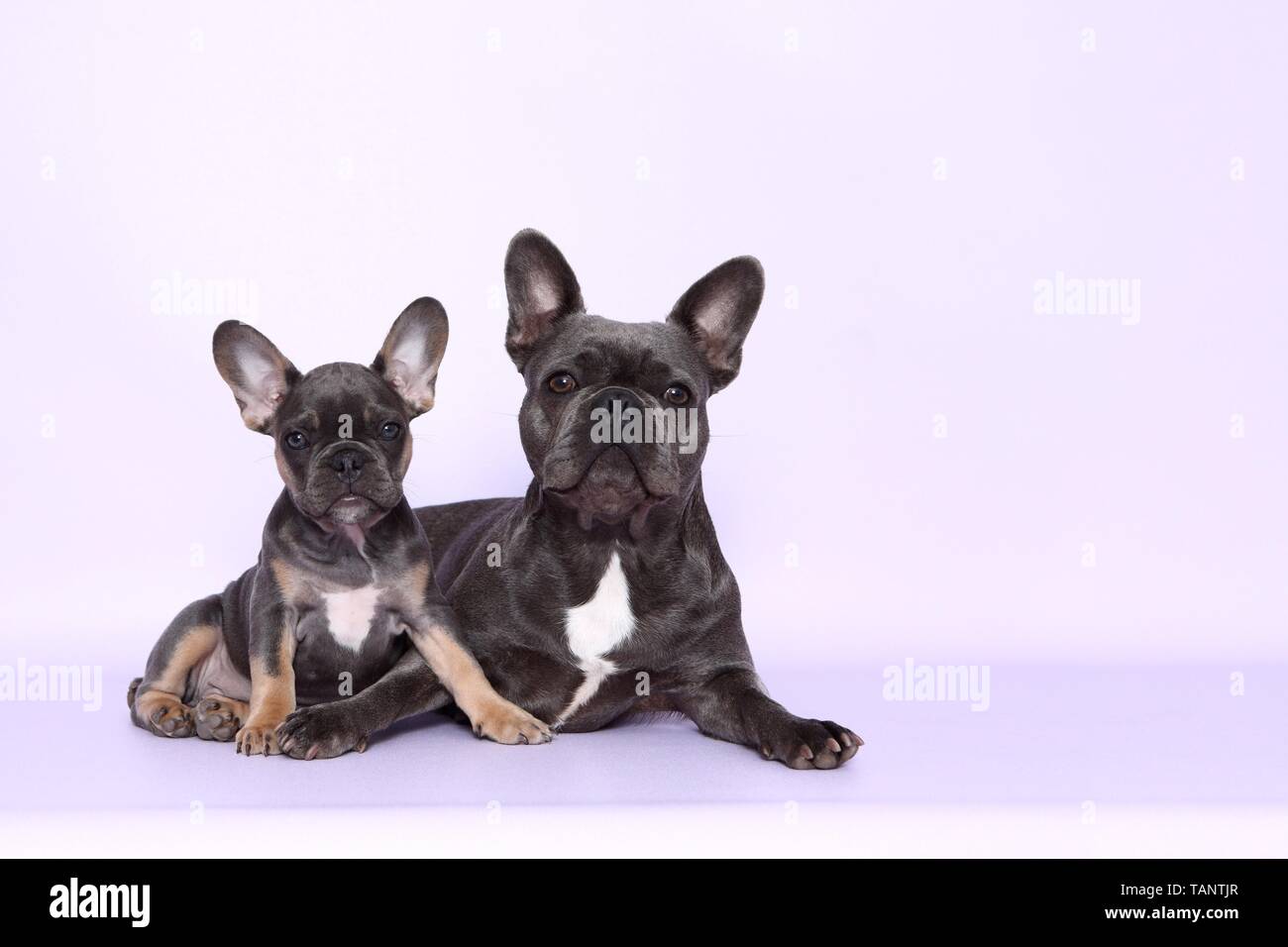 Zwei französische Bulldoggen Stockfoto