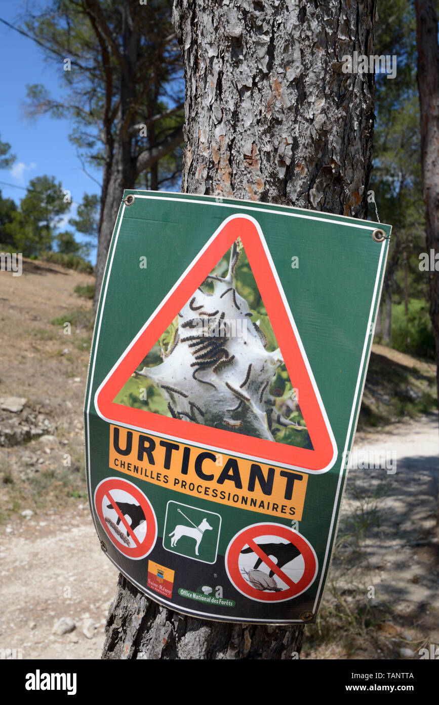 Warnzeichen für Wanderer über Pine Processional Raupen oder Larven Nester, eine potenzielle Gesundheitsgefahr aufgrund ihrer irritierenden Haare Provence Stockfoto