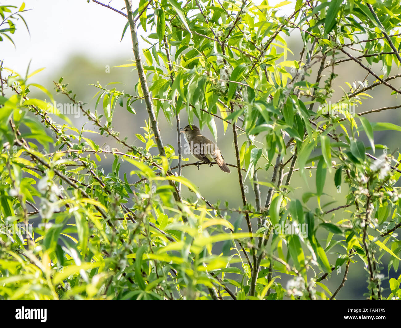 Eine japanische Bush Grasmücke, Horornis uguisu Diphone, (in Japanisch) singen in einem Baum. Diese vocal Vögel Herald die Ankunft des Frühlings. Stockfoto
