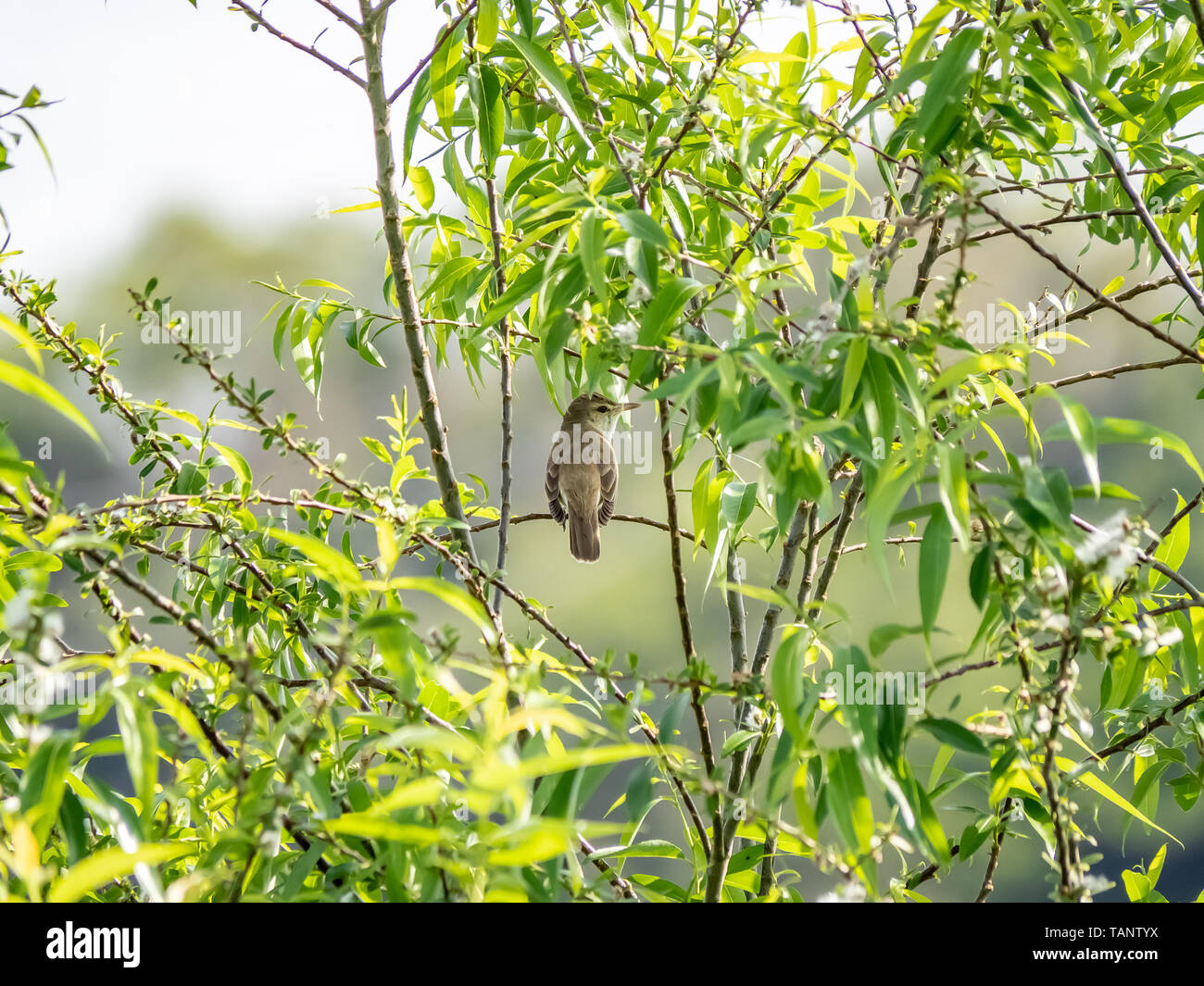Eine japanische Bush Grasmücke, Horornis uguisu Diphone, (in Japanisch) singen in einem Baum. Diese vocal Vögel Herald die Ankunft des Frühlings. Stockfoto